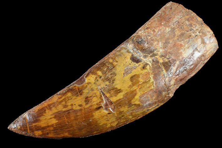 Large, Carcharodontosaurus Tooth - Very Thick Tooth #85935